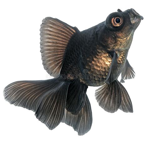 黑色金魚
